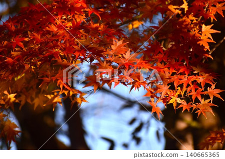 Bright red maple leaves stand out against the blue sky. Bright red maple leaves stand out against the blue sky. 140665365