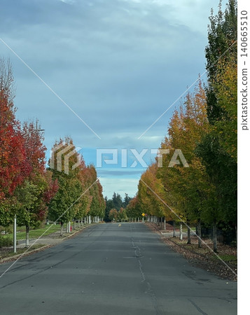 autumn, fall, maple 140665510