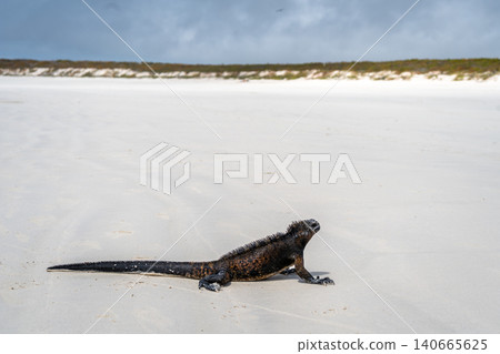 Marine iguana basking on Tortuga Bay beach, Galapagos, Ecuador 140665625