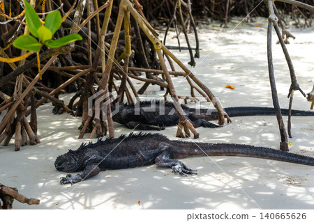 Marine iguanas resting under mangrove trees at Tortuga Bay, Galapagos, Ecuador Marine iguanas resting under mangrove trees at Tortuga Bay, Galapagos, Ecuador 140665626