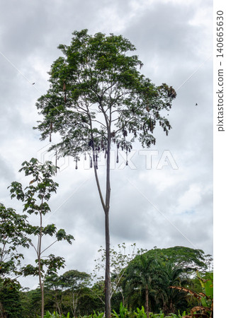 Bird Nests Hanging on Tree in Cuyabeno Reserve, Ecuador Bird Nests Hanging on Tree in Cuyabeno Reserve, Ecuador 140665630
