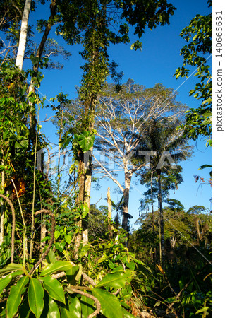 Rainforest in the Cuyabeno reserve, Ecuador Rainforest in the Cuyabeno reserve, Ecuador 140665631