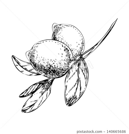 Two lemons on branch hand drawn black ink line art illustration. Minimalist citrus pair sketch isolated on white for Italian olive oil label blend, organic kitchen poster, and botanical card Two lemons on branch hand drawn black ink line art illustration. Minimalist citrus pair sketch isolated on white for Italian olive oil label blend, organic kitchen poster, and botanical card 140665686