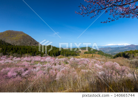 福島縣山郡北鹽原村押尾 盛開的櫻花和覆蓋整個浦盤台山口的白雪皚皚的飯豐山脈 140665744