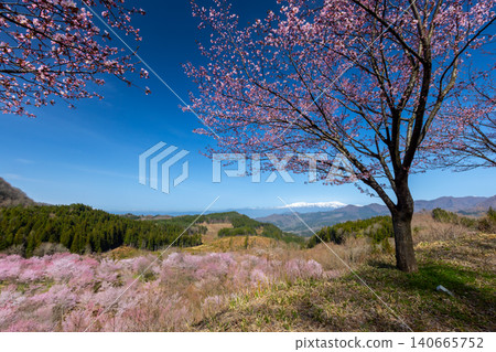 Oshio, Kitashiobara-mura, Yama-gun, Fukushima Prefecture A view of the cherry blossoms in full bloom and the snow-capped Iide mountain range that covers the entire Urabandai pass Oshio, Kitashiobara-mura, Yama-gun, Fukushima Prefecture A view of the cherry blossoms in full bloom and the snow-capped Iide mountain range that covers the entire Urabandai pass 140665752