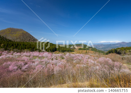Oshio, Kitashiobara-mura, Yama-gun, Fukushima Prefecture A view of the cherry blossoms in full bloom and the snow-capped Iide mountain range that covers the entire Urabandai pass Oshio, Kitashiobara-mura, Yama-gun, Fukushima Prefecture A view of the cherry blossoms in full bloom and the snow-capped Iide mountain range that covers the entire Urabandai pass 140665755