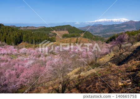 Oshio, Kitashiobara-mura, Yama-gun, Fukushima Prefecture A view of the cherry blossoms in full bloom and the snow-capped Iide mountain range that covers the entire Urabandai pass Oshio, Kitashiobara-mura, Yama-gun, Fukushima Prefecture A view of the cherry blossoms in full bloom and the snow-capped Iide mountain range that covers the entire Urabandai pass 140665758