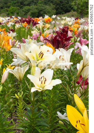A cluster of colorful lilies A cluster of colorful lilies 140665762