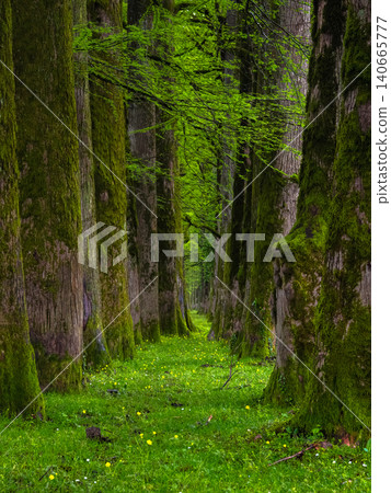 A dense avenue of old trees, such as oaks or ash, covered in vibrant green moss A dense avenue of old trees, such as oaks or ash, covered in vibrant green moss 140665777