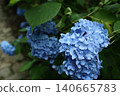 藍色繡球花 140665783