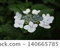 白色Hakuji繡球花 140665785