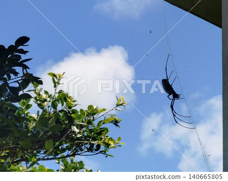 Blue sky and a golden orb-weaver spider Blue sky and a golden orb-weaver spider 140665805