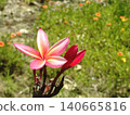 夏日陽光下，蛋花閃閃發光 140665816