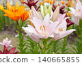 淡粉紅色和橙色的百合花 140665855