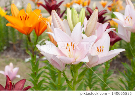 Pale pink and orange lily flowers 140665855