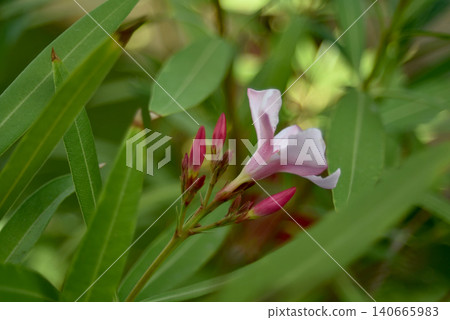flower, blossom, oleander 140665983