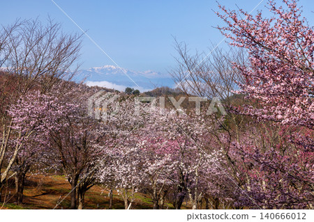 The scenery of the fully bloomed Ooyamazakura cherry trees covering the entire mountain pass of Sakura Pass in Ura-Bandai, Ooshio, Kitashiobara Village, Yama District, Fukushima Prefecture, against the backdrop of snow-capped mountains. 140666012