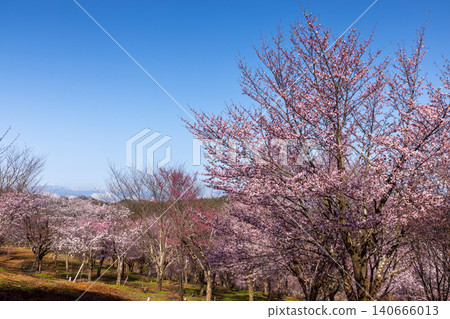 The scenery of the fully bloomed Ooyamazakura cherry trees covering the entire mountain pass of Sakura Pass in Ura-Bandai, Ooshio, Kitashiobara Village, Yama District, Fukushima Prefecture, against the backdrop of snow-capped mountains. The scenery of the fully bloomed Ooyamazakura cherry trees covering the entire mountain pass of Sakura Pass in Ura-Bandai, Ooshio, Kitashiobara Village, Yama District, Fukushima Prefecture, against the backdrop of snow-capped mountains. 140666013