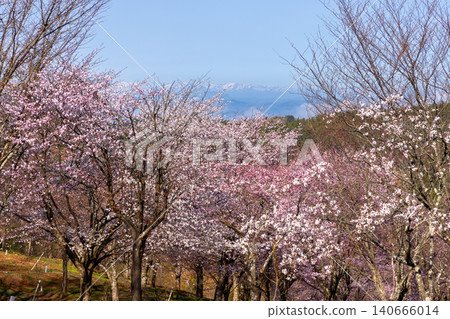 在福島縣山郡北鹽原村大鹽浦磐梯,櫻花峠的整個山道都被盛開的大山櫻覆蓋,遠處是白雪皚皚的群山,構成了一幅美麗的畫卷。 在福島縣山郡北鹽原村大鹽浦磐梯,櫻花峠的整個山道都被盛開的大山櫻覆蓋,遠處是白雪皚皚的群山,構成了一幅美麗的畫卷。 140666014