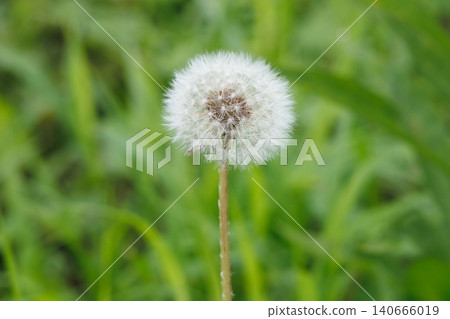 Dandelion's fluff Dandelion's fluff 140666019