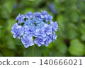 重瓣藍色繡球花 140666021