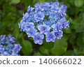重瓣藍色繡球花 140666022
