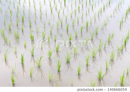 水稻種植後的稻田 140666059