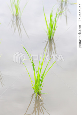 Rice paddy after rice planting Rice paddy after rice planting 140666067