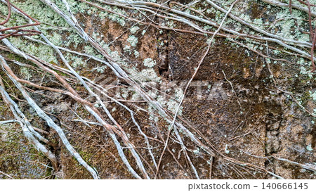 Creeping Vine Roots on Old Mossy Stone Wall Background 140666145