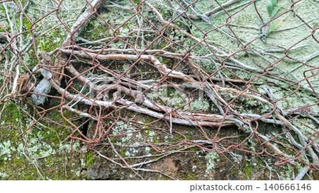 Plant Roots Growing Behind Rusty Wire Mesh Fence on Wall 140666146
