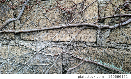 Creeping Vine Root Across Weathered Concrete Block Wall 140666151