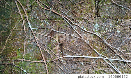 White Creeping Tree Roots on Dark Mossy Wall Texture 140666152