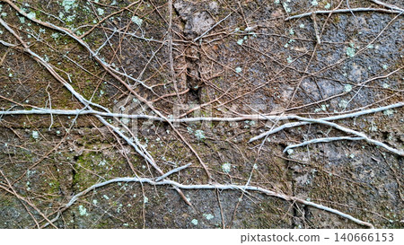 Tangled Vine Roots on Lichen Covered Concrete Block Wall 140666153