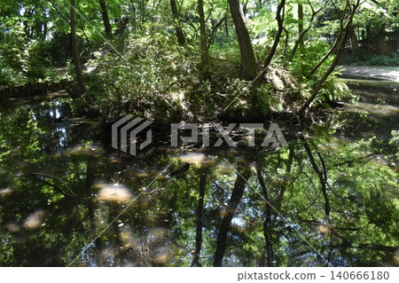 石神井公園,練馬區,東京,池塘 石神井公園,練馬區,東京,池塘 140666180
