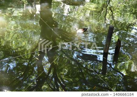 東京練馬區石神井公園，池塘，鳥類 140666184