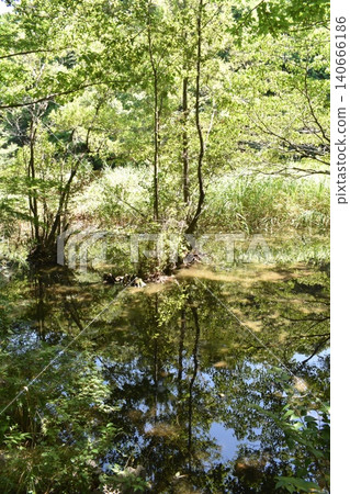 石神井公園,練馬區,東京,池塘 石神井公園,練馬區,東京,池塘 140666186