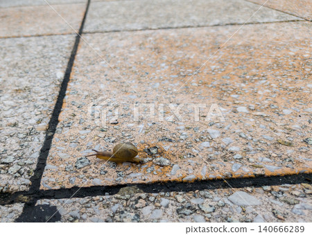 Snail crawling on the ground Snail crawling on the ground 140666289