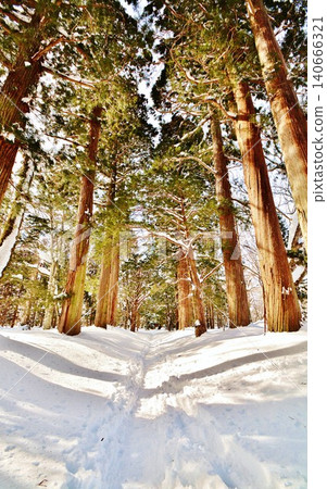 Winter scenery along the approach to the inner sanctuary of Togakushi Shrine Winter scenery along the approach to the inner sanctuary of Togakushi Shrine 140666321