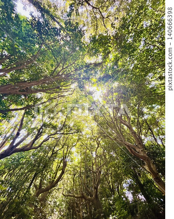 陽光透過樹葉灑下斑駁的光影,構成了一幅美麗的森林景觀。 陽光透過樹葉灑下斑駁的光影,構成了一幅美麗的森林景觀。 140666398
