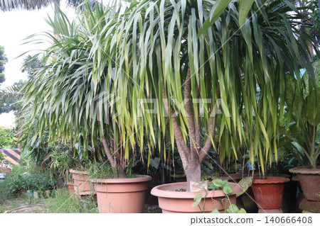 Dracaena draco leaf ornamental plant 140666408