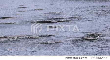 Calm lake surface dotted with floating lily pads Calm lake surface dotted with floating lily pads 140666433