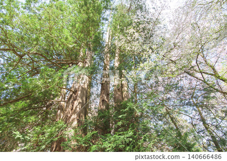 A cypress tree and cherry tree planted by the Great Buddhist Priest Tenkai at Isasumi Shrine, Fukushima Prefecture. A cypress tree and cherry tree planted by the Great Buddhist Priest Tenkai at Isasumi Shrine, Fukushima Prefecture. 140666486