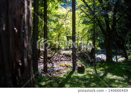 Forest Stream in Sunlight Forest Stream in Sunlight 140666489