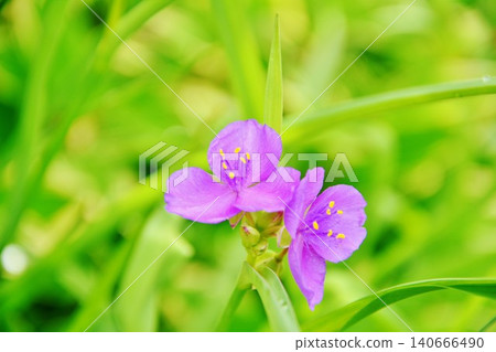 Tradescantia flowers blooming during the rainy season Tradescantia flowers blooming during the rainy season 140666490