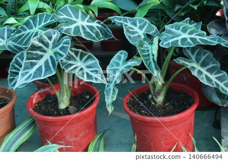Alocasia Bambino plant on nursery for sell are cash crop Alocasia Bambino plant on nursery for sell are cash crop 140666494