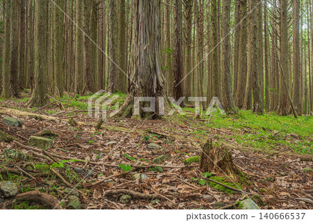 Coniferous forest in Hachiyado, Otsu City, Shiga Prefecture Coniferous forest in Hachiyado, Otsu City, Shiga Prefecture 140666537