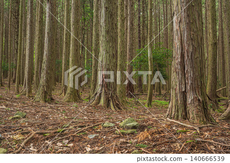 Coniferous forest in Hachiyado, Otsu City, Shiga Prefecture Coniferous forest in Hachiyado, Otsu City, Shiga Prefecture 140666539