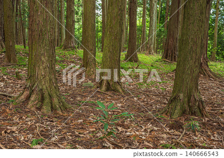 Coniferous forest in Hachiyado, Otsu City, Shiga Prefecture 140666543