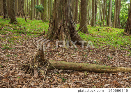Coniferous forest in Hachiyado, Otsu City, Shiga Prefecture 140666546
