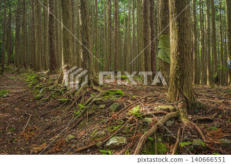 Coniferous forest in Hachiyado, Otsu City, Shiga Prefecture Coniferous forest in Hachiyado, Otsu City, Shiga Prefecture 140666551